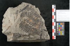 Foto (Objekt + Etikett) von Asplenium hochstetteri Unger (NHMW-GEO-2024-0188-10337)